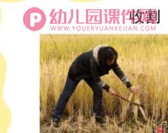 小班粮食日ppt课件图片