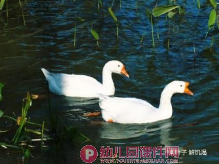 幼儿园动物儿歌课件PPT《两只鹅》PPT课件配音音乐图片