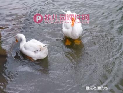 幼儿园动物儿歌课件PPT《两只鹅》PPT课件配音音乐图片