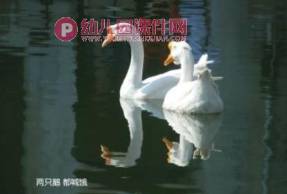 幼儿园动物儿歌课件PPT《两只鹅》PPT课件配音音乐图片
