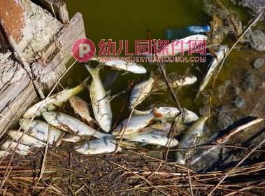 小鱼搬家PPT课件图片