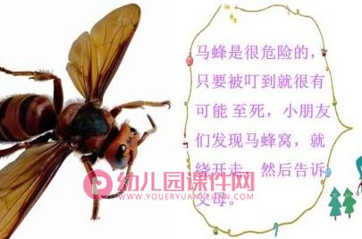 中班安全课件PPT《什么虫子会蜇人》PPT课件图片