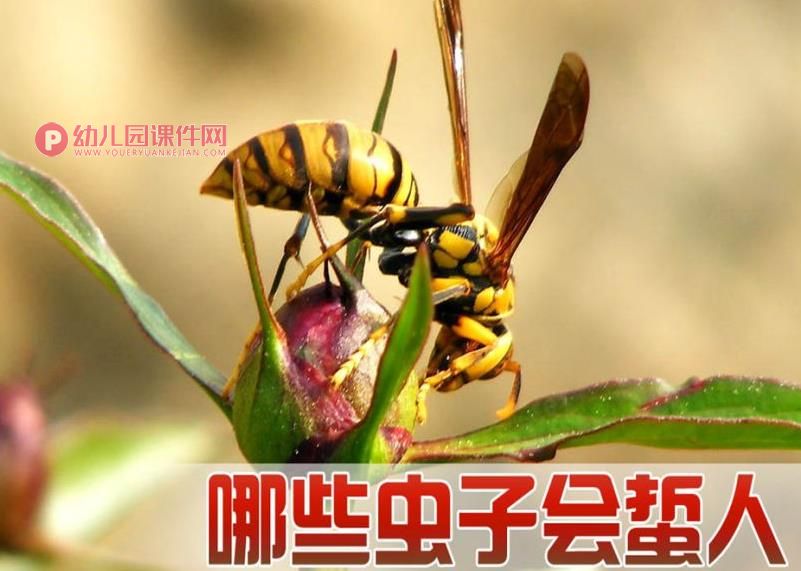 中班安全课件PPT《什么虫子会蜇人》PPT课件图片