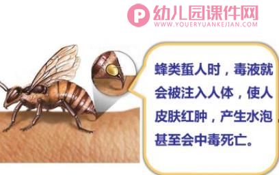 中班安全课件PPT《哪些虫子会蛰人》PPT课件图片