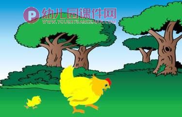 中班安全故事课件PPT《不听话的小鸡》PPT课件图片