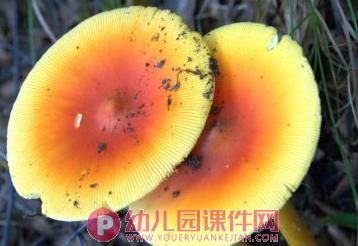 中班安全教育课件PPT《这些东西能吃吗》PPT课件图片