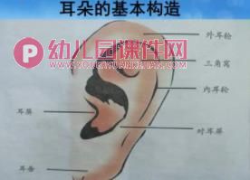 中班安全课件PPT《我不挖耳朵》PPT课件图片