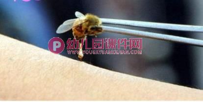 中班安全课件PPT《哪些虫子会蛰人》PPT课件图片