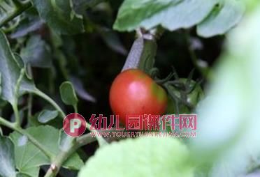 中班健康优质课课件PPT《认识西红柿》PPT课件图片