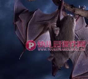 中班健康教育课件PPT《有用的耳朵》PPT课件音频图片