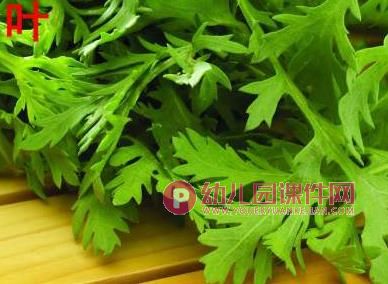 中班健康课件PPT《好吃的芹菜》PPT课件图片