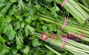 中班健康课件PPT《好吃的芹菜》PPT课件图片