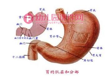 我会保护我的胃PPT课件图片