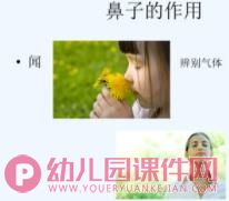 中班健康课件PPT《我的鼻子》PPT课件图片