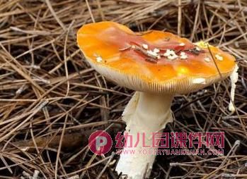 中班健康课件PPT《好“吃”的伞》PPT课件图片