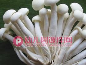 中班健康课件PPT《好“吃”的伞》PPT课件图片