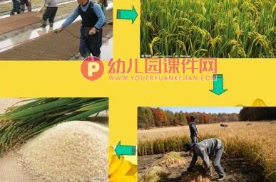 中班健康课件PPT《香喷喷的大米饭》PPT课件图片