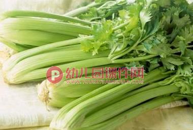 中班健康课件PPT《好吃的芹菜》PPT课件图片