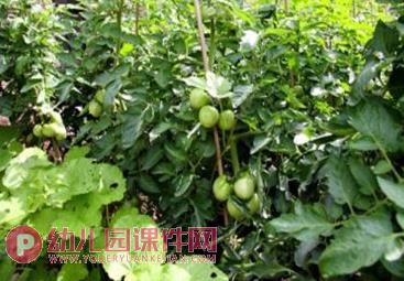中班健康优质课课件PPT《认识西红柿》PPT课件图片
