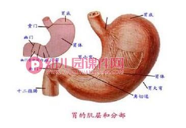中班健康课件PPT《我会保护我的胃》PPT课件图片