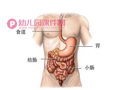 中班健康课件PPT《我会保护我的胃》PPT课件图片