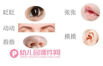 中班健康课件PPT《认识五官》PPT课件图片