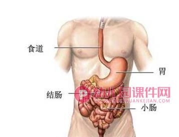 我会保护我的胃PPT课件图片