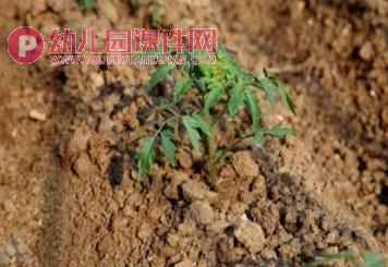 中班健康优质课课件PPT《认识西红柿》PPT课件图片