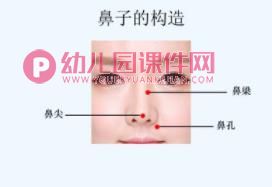 中班健康课件PPT《我的鼻子》PPT课件图片