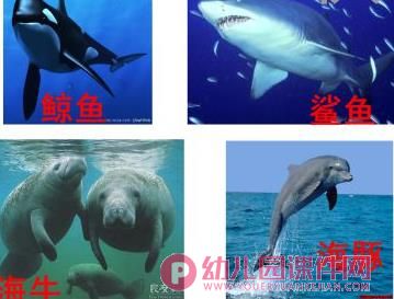 中班科学课件PPT《海洋生物》PPT课件图片