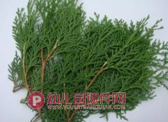 中班科学课件PPT《冬天的树》PPT课件图片