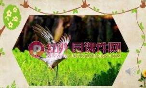 中班科学课件PPT《小鸟，你好》PPT课件图片