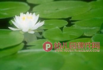中班科学活动课件PPT《各种各样的叶子》PPT课件图片