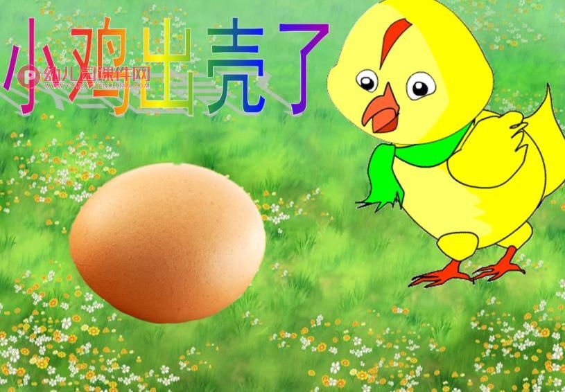中班科学课件PPT《小鸡出壳了》PPT课件图片