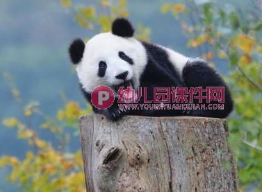 中班科学课件PPT《国宝熊猫》PPT课件图片