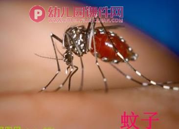 中班科学课件PPT《我喜欢的小昆虫》PPT课件图片