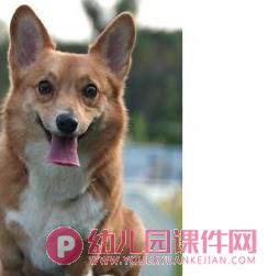 中班科学课件PPT《谁的耳朵灵》PPT课件音频图片