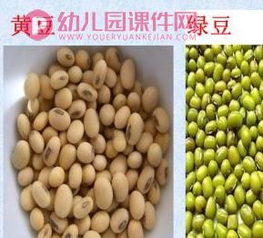 中班科学活动课件PPT《种子发芽》PPT课件图片