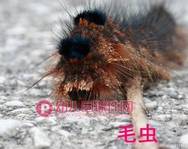 中班科学课件PPT《我喜欢的小昆虫》PPT课件图片