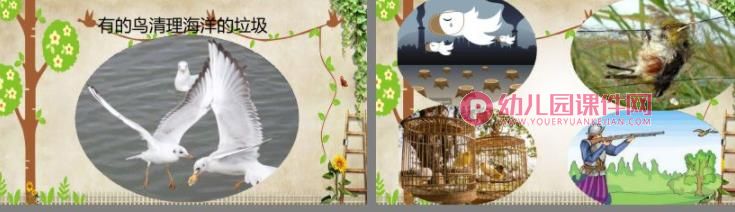 中班科学课件PPT《小鸟，你好》PPT课件图片
