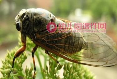 中班科学活动课件PPT《益虫和害虫》PPT课件图片