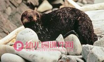 中班科学课件PPT《会使用工具的动物》PPT课件图片