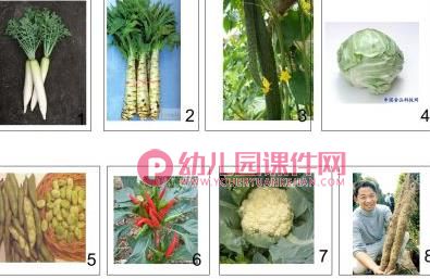 中班科学课件PPT《吃蔬菜什么部位》PPT课件图片