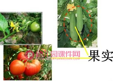 中班科学课件PPT《吃蔬菜什么部位》PPT课件图片