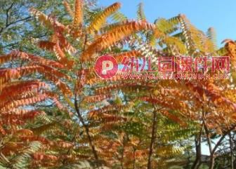 中班科学活动课件PPT《各种各样的叶子》PPT课件图片