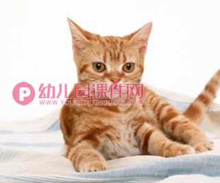 中班科学课件PPT《谁的耳朵灵》PPT课件音频图片