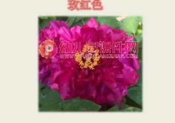 中班科学课件PPT《大红花》PPT课件图片