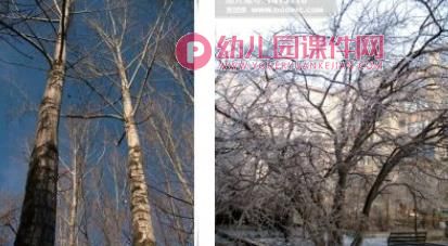 中班科学课件PPT《冬天的树》PPT课件图片