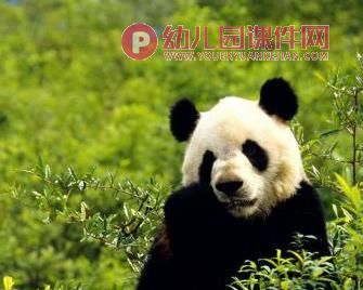 中班科学课件PPT《国宝熊猫》PPT课件图片