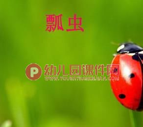 中班科学课件PPT《我喜欢的小昆虫》PPT课件图片